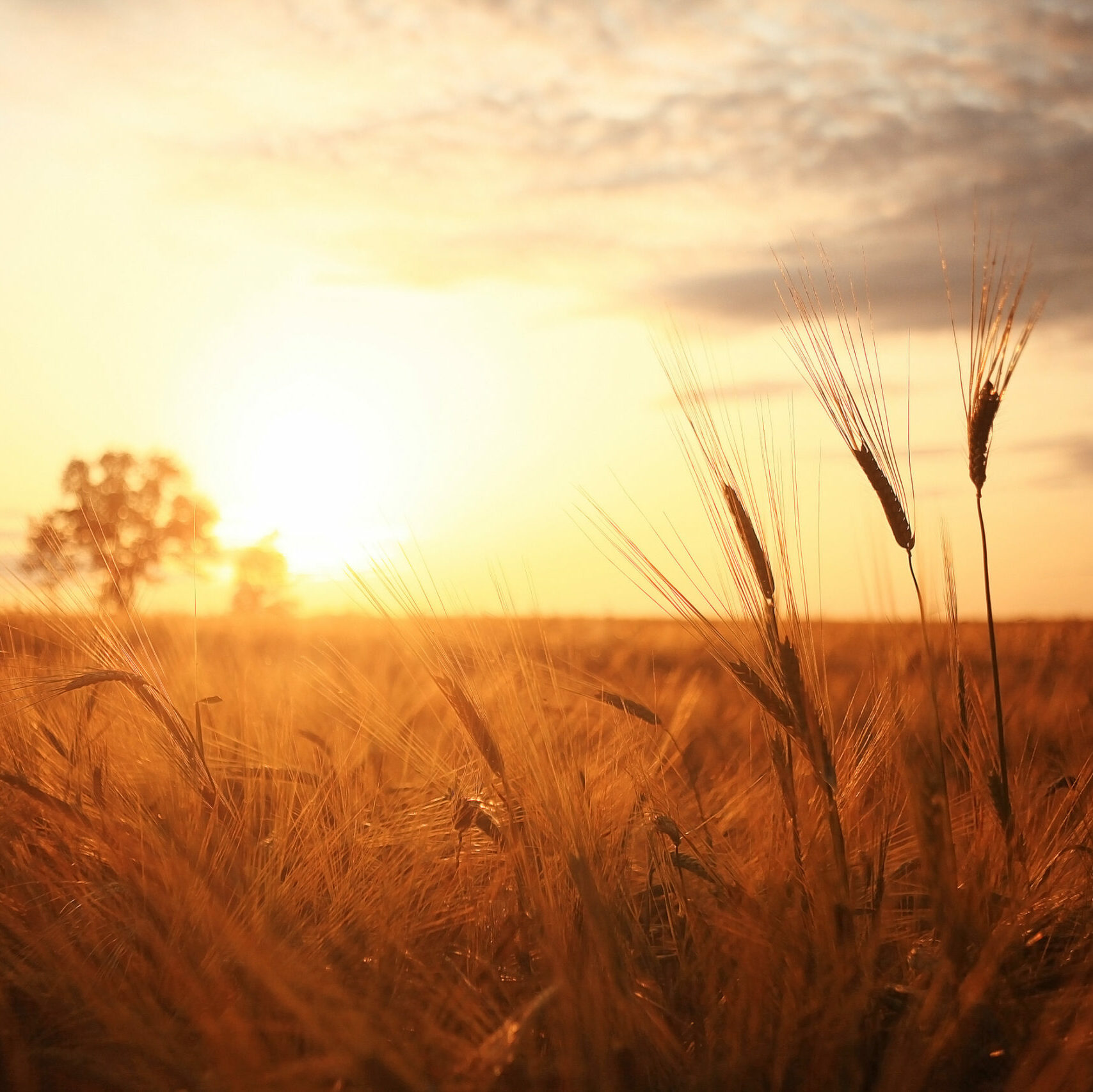 Sunset in Europe in a wheat field