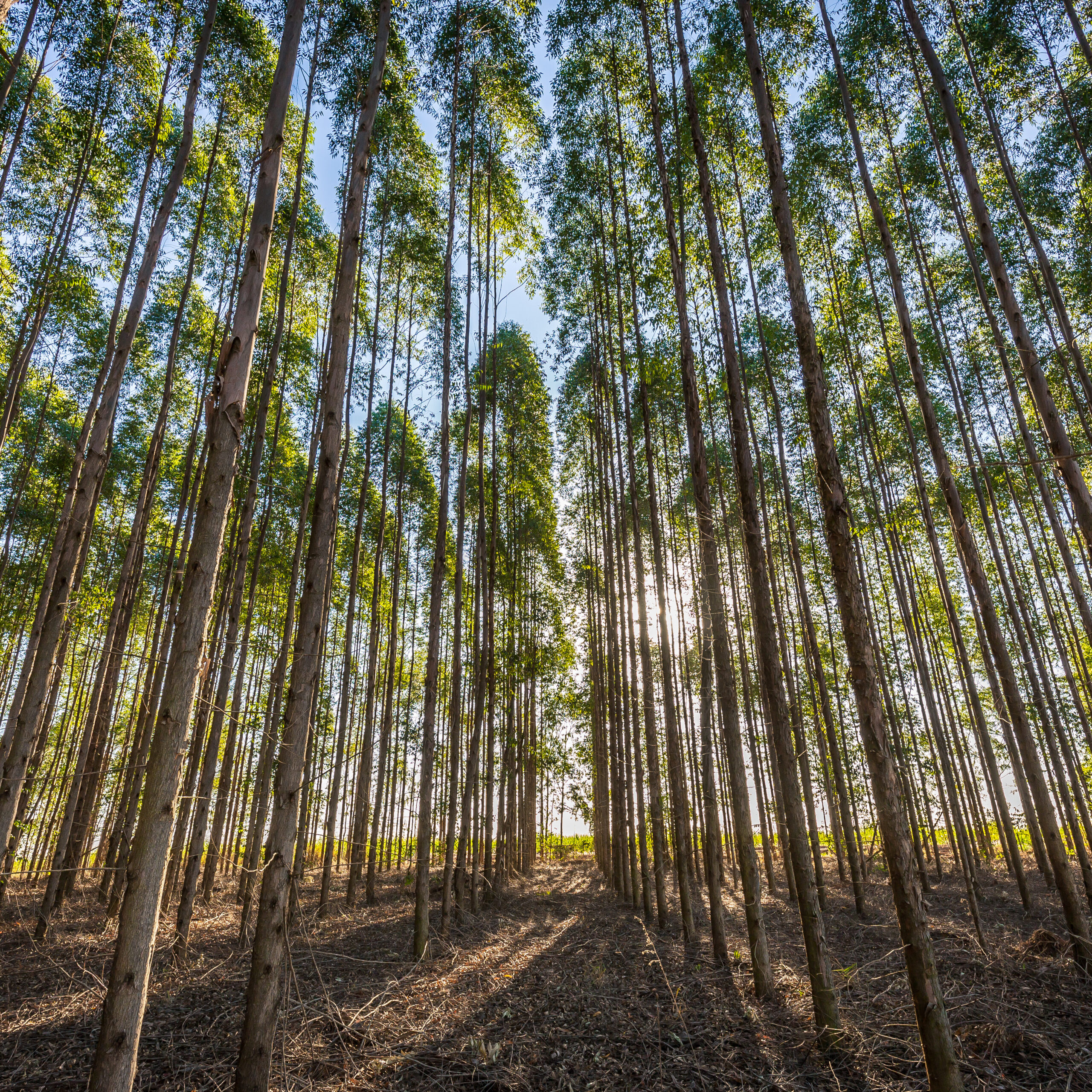 Eucalyptus plantation for wood Industry in Brazil's countryside.